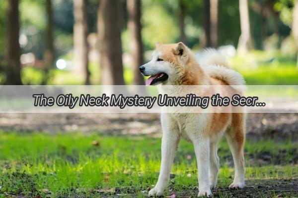 The Oily Neck Mystery Unveiling the Secrets Behind Your Dogs Greasy Fur